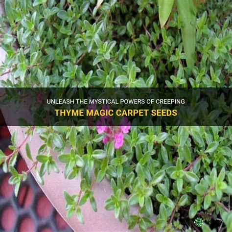 Mat thyme seeds magic carpet